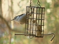 IMG_5457Nuthatch08 (Medium)